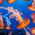 jellyfish wallpaper 4k